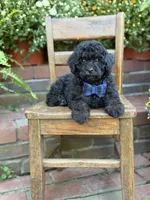 Theo, a male Shihpoo for sale in Mayfield, KY – 2 of 10
