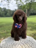 AKC Higgins, a male Poodle - Miniature  for sale in Mayfield, KY – 5 of 10