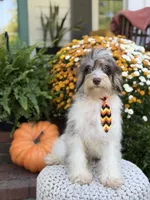 Freedom, a male Miniature Bernedoodle for sale in Mayfield, KY – 6 of 10
