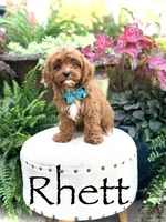 Rhett , a male Cavapoo for sale in Mayfield, KY – 1 of 10