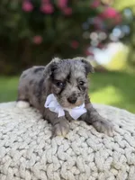 F1B Topper, a male Maltipoo for sale in Mayfield, KY – 5 of 6