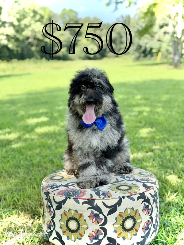 Maxwell – Miniature Goldendoodle puppy for sale in Mayfield, KY
