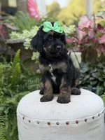 F1B Blair, a female Bernedoodle for sale in Mayfield, KY – 2 of 9