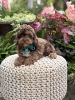 Andy, a male Cavapoo for sale in Mayfield, KY – 9 of 10