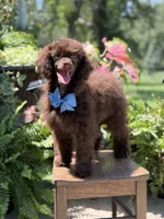 AKC Higgins, a male Poodle - Miniature  for sale in Mayfield, KY – 4 of 10