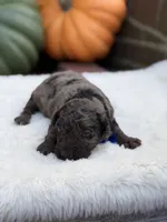 Blue bow, a male Miniature Bernedoodle for sale in Mayfield, KY – 8 of 10