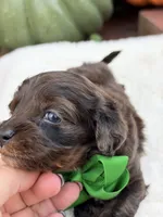 Green bow, a male Cavapoo for sale in Mayfield, KY – 10 of 10