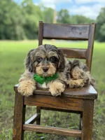 F1 Trace, a male Cavapoo for sale in Mayfield, KY – 4 of 10