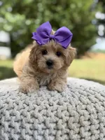 Ivy, a female Maltipoo for sale in Mayfield, KY – 6 of 8