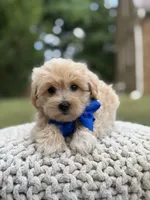 Ivan, a male Maltipoo for sale in Mayfield, KY – 3 of 7