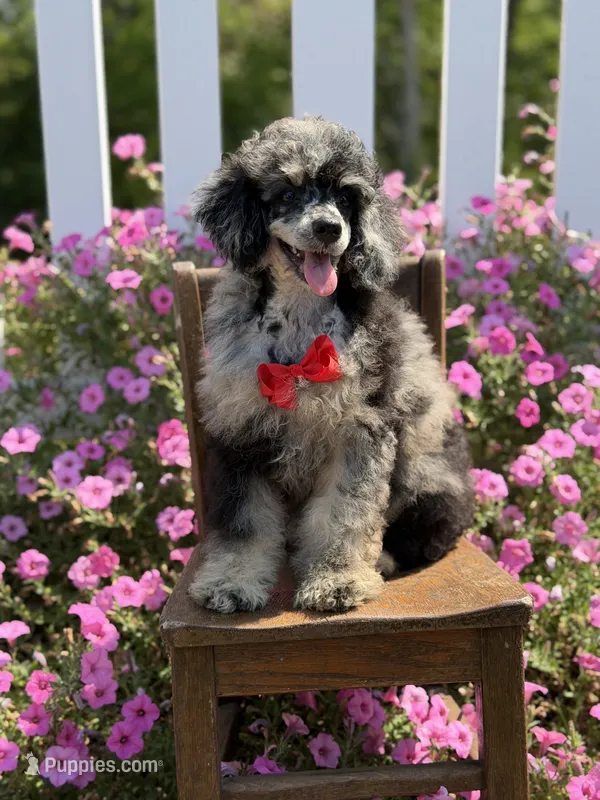 AKC Porter – Poodle - Toy  puppy for sale in Mayfield, KY