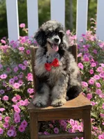 AKC Porter, a male Poodle - Toy  for sale in Mayfield, KY – 1 of 10