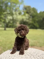 AKC Higgins, a male Poodle - Miniature  for sale in Mayfield, KY – 2 of 7