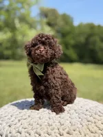 AKC Higgins, a male Poodle - Miniature  for sale in Mayfield, KY – 7 of 7