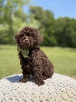 AKC Higgins, a male Poodle - Miniature  for sale in Mayfield, KY – 5 of 7