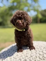 AKC Higgins, a male Poodle - Miniature  for sale in Mayfield, KY – 1 of 7
