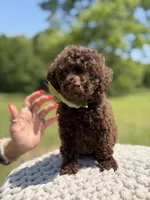 AKC Higgins, a male Poodle - Miniature  for sale in Mayfield, KY – 6 of 7