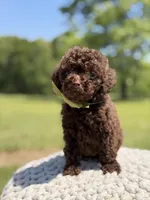 AKC Higgins, a male Poodle - Miniature  for sale in Mayfield, KY – 4 of 7