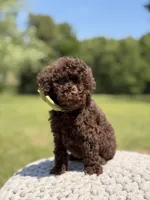 AKC Higgins, a male Poodle - Miniature  for sale in Mayfield, KY – 3 of 7