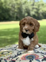 F1B Liam, a male Cavapoo for sale in Mayfield, KY – 8 of 10