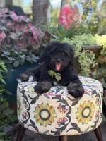 F1 Tyler, a male Bernedoodle for sale in Mayfield, KY – 2 of 10