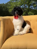 AKC Wilson , a male Poodle - Multi-Colored Standard for sale in Mayfield, KY – 3 of 10