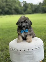 Chocolate sable M, a male Havapoo for sale in Mayfield, KY – 10 of 10