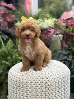 Patty, a female Miniature Goldendoodle for sale in Mayfield, KY – 2 of 10