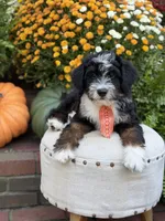 F1 Vance, a male Bernedoodle for sale in Mayfield, KY – 5 of 10