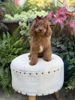 Reba, a female Cavapoo for sale in Mayfield, KY – 7 of 10
