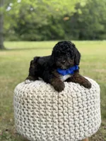 Bentley, a male Miniature Goldendoodle for sale in Mayfield, KY – 6 of 10