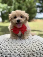 Iggy, a male Maltipoo for sale in Mayfield, KY – 9 of 10