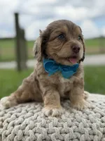Hudson, a male Cavapoo for sale in Mayfield, KY – 2 of 10