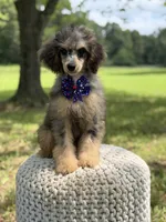 AKC Hunter, a male Poodle - Miniature  for sale in Mayfield, KY – 3 of 10