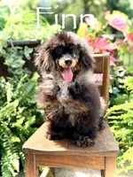 AKC DNA tested Finn, a male Poodle - Miniature  for sale in Mayfield, KY – 2 of 10