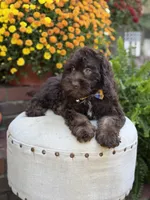 Charlie, a male Cockapoo for sale in Mayfield, KY – 6 of 10