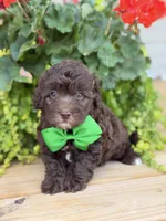 Chocolate M, a male Havapoo for sale in Mayfield, KY – 8 of 9