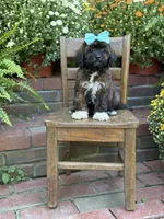 Tally, a female Shihpoo for sale in Mayfield, KY – 4 of 10