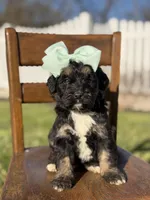 F1B Gracie, a female Bernedoodle for sale in Mayfield, KY – Photo 2 of 4