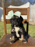 F1B Gracie, a female Bernedoodle for sale in Mayfield, KY – Photo 3 of 4