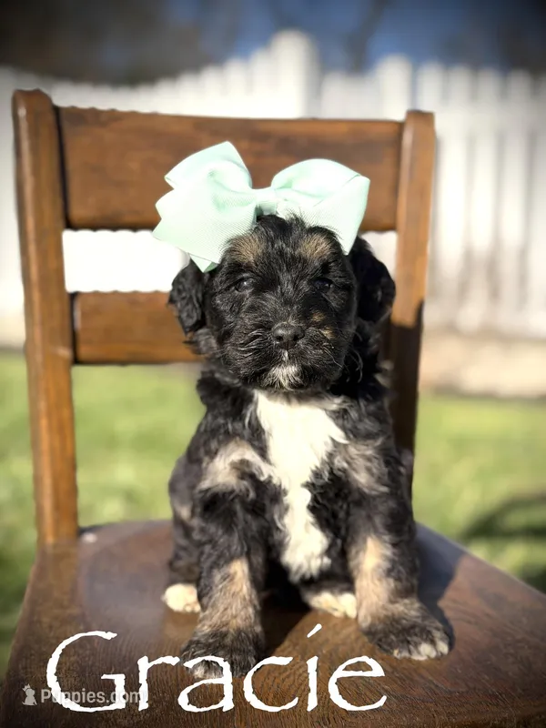 F1B Gracie – Bernedoodle puppy for sale in Mayfield, KY