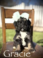 F1B Gracie, a female Bernedoodle for sale in Mayfield, KY – Photo 1 of 4