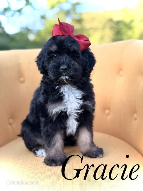 F1B Gracie – Bernedoodle puppy for sale in Mayfield, KY