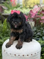 F1B Brooke, a female Bernedoodle for sale in Mayfield, KY – 5 of 10