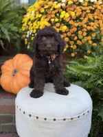 F1 Camden, a male Cockapoo for sale in Mayfield, KY – 5 of 10