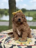 Penelope , a female Miniature Goldendoodle for sale in Mayfield, KY – 2 of 4