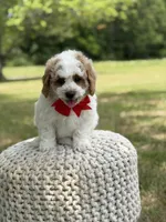 Benson, a male Miniature Goldendoodle for sale in Mayfield, KY – 4 of 10