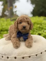Pete, a male Miniature Goldendoodle for sale in Mayfield, KY – 6 of 10