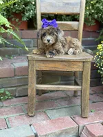 Tinsley, a female Shihpoo for sale in Mayfield, KY – 4 of 10