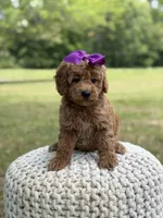 Blanche, a female Miniature Goldendoodle for sale in Mayfield, KY – 5 of 10